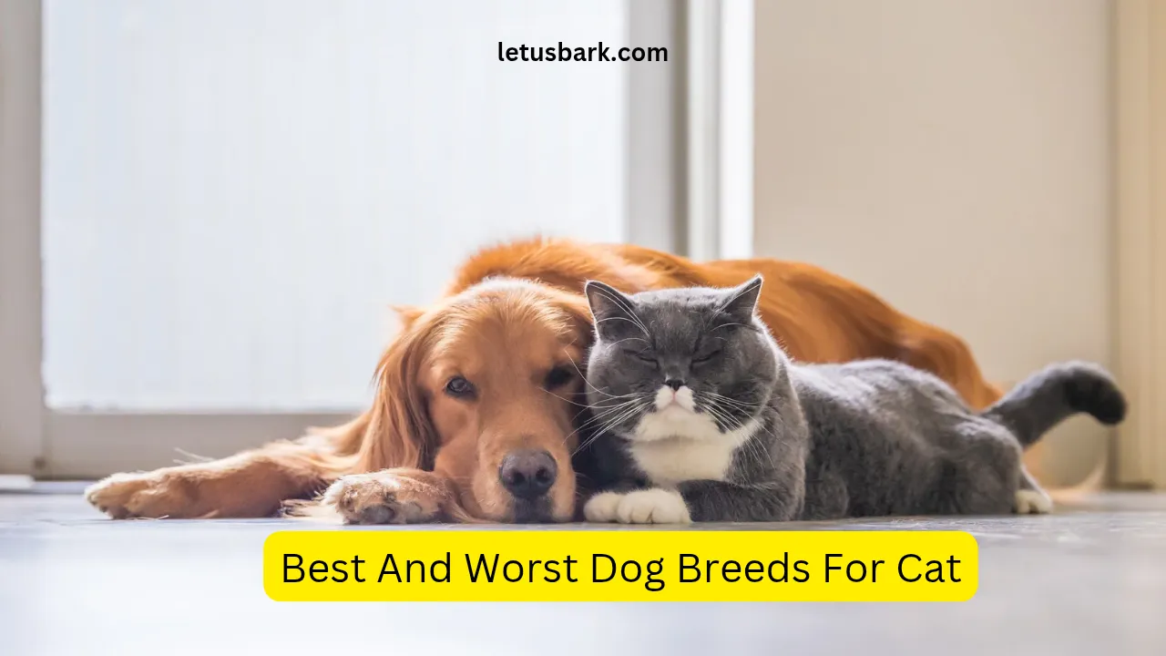 Best And Worst Dog Breeds For Cats