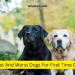 Best And Worst Dogs For First Time Owners