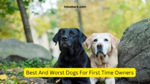 Best And Worst Dogs For First Time Owners