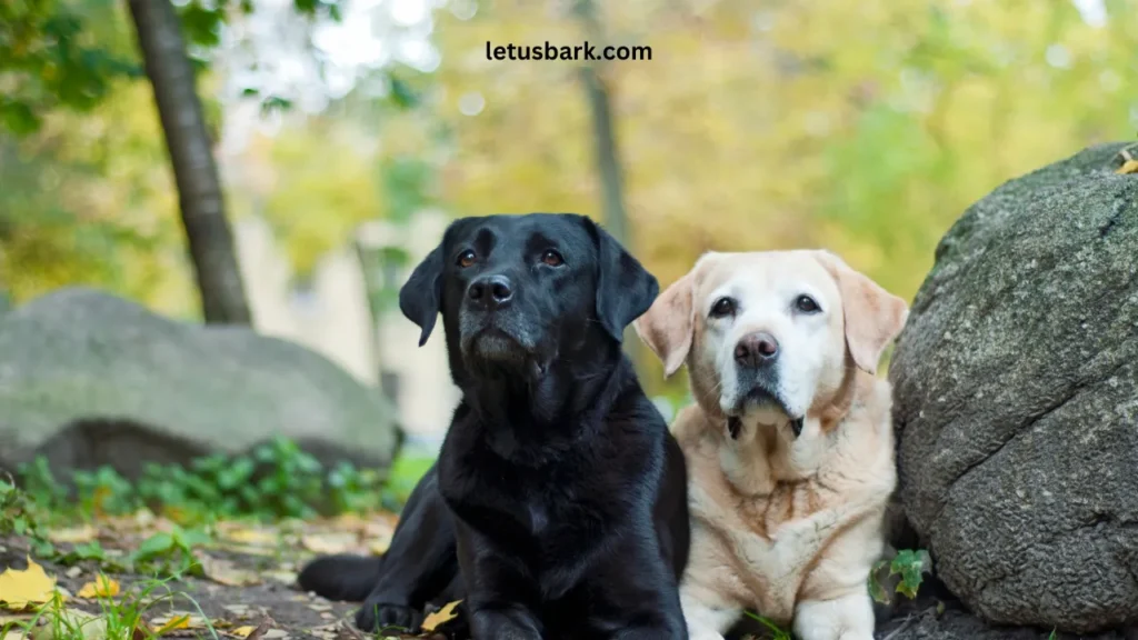 Best And Worst Dogs For First Time Owners