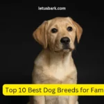 Top 10 Best Dog Breeds for Family