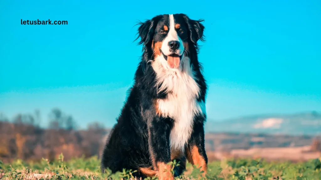 Top 10 Best Dog Breeds for Family