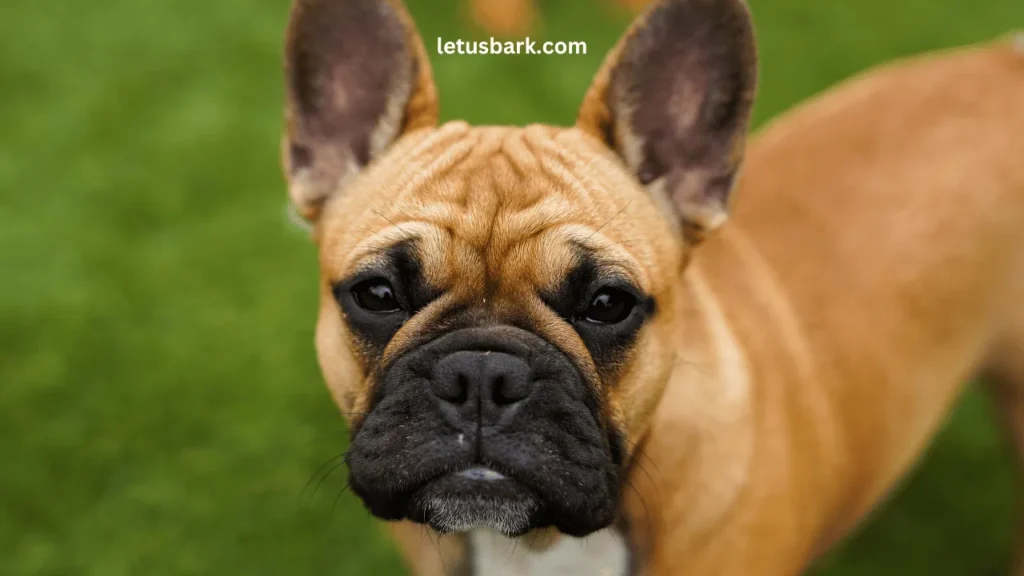 Top 10 Best and Worst dog breeds as a pet