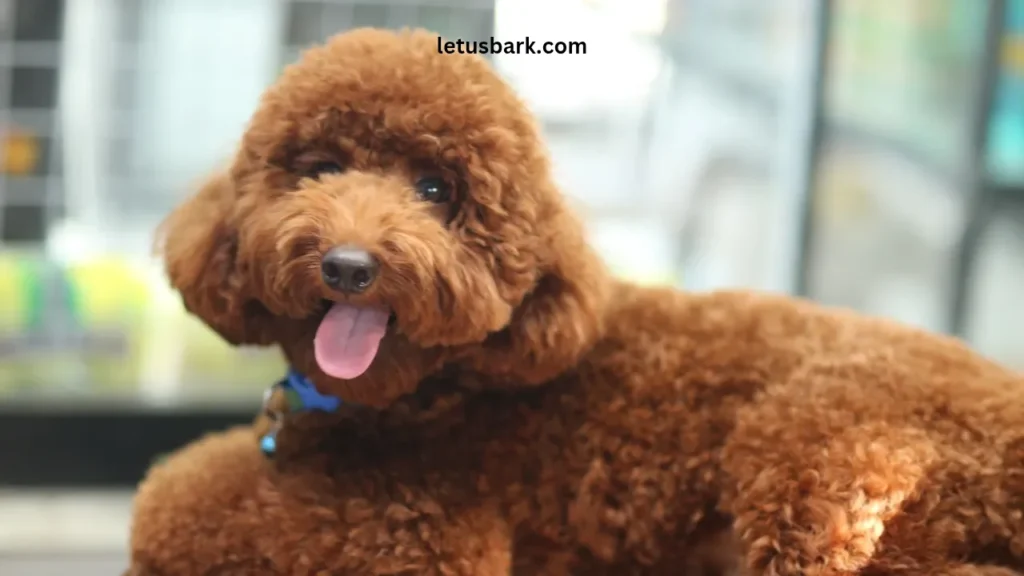 Top 10 Best Dog Breeds for Kids