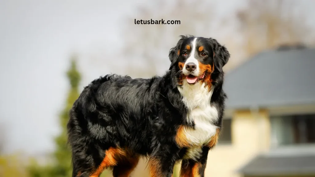 Top 10 Best Dog Breeds for Kids