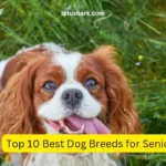 Top 10 Best Dog Breeds for Seniors