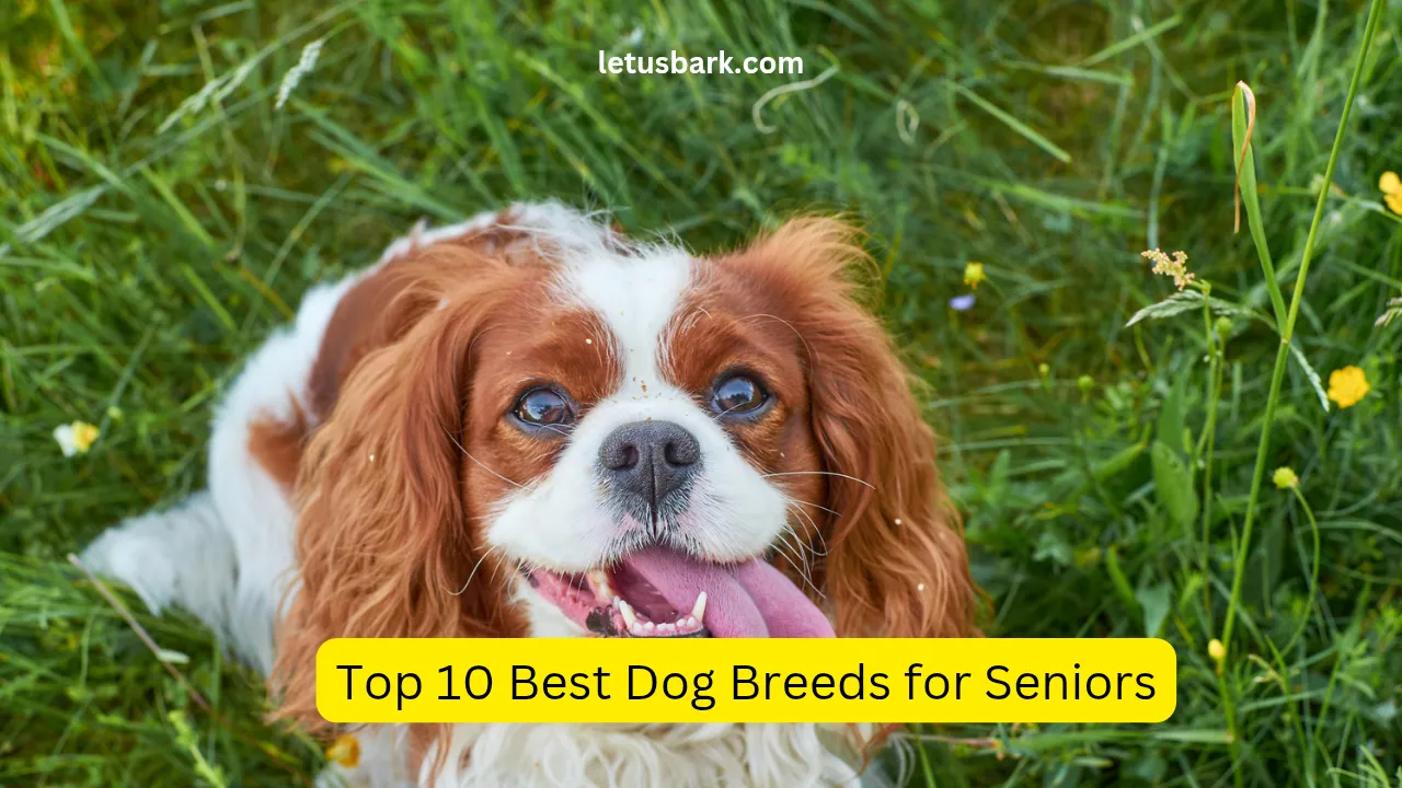 Top 10 Best Dog Breeds for Seniors