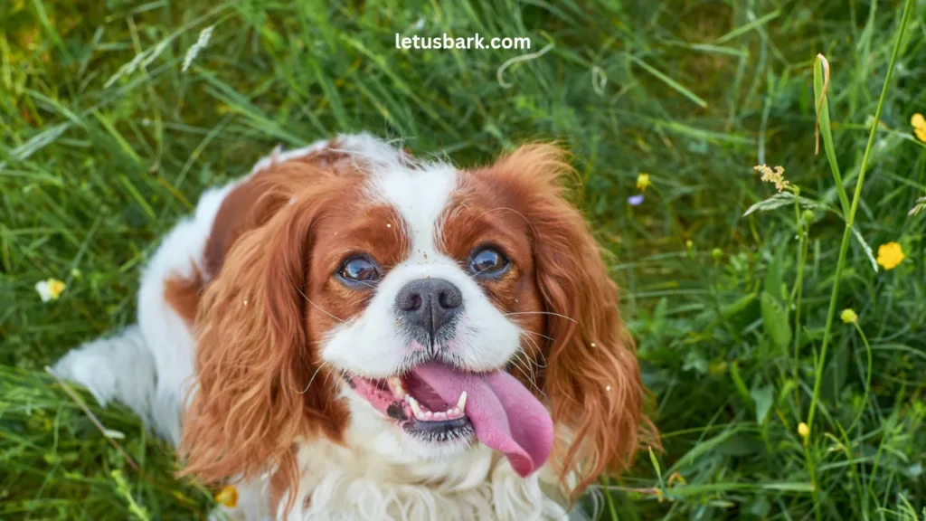 Top 10 Best Dog Breeds for Seniors