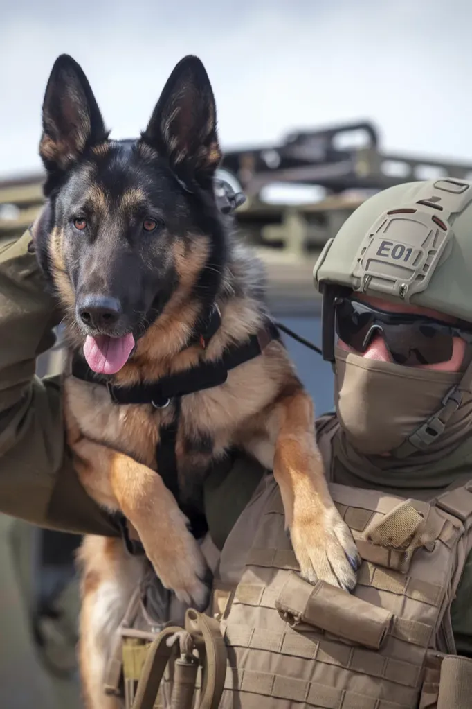 35+ Heartwarming Images Celebrating the Powerful Bond Between a Soldier and His Dog