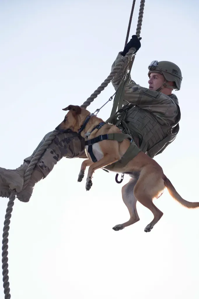 30+ Heartwarming Images of the Unbreakable Bond Between a Soldier and His Dog