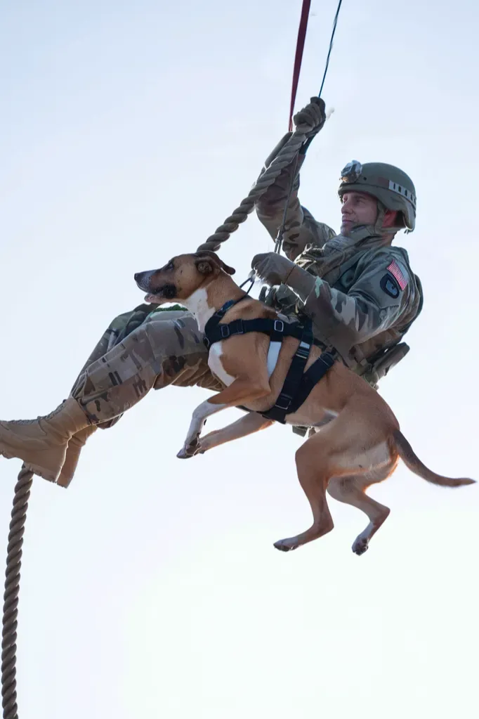 30+ Heartwarming Images of the Unbreakable Bond Between a Soldier and His Dog