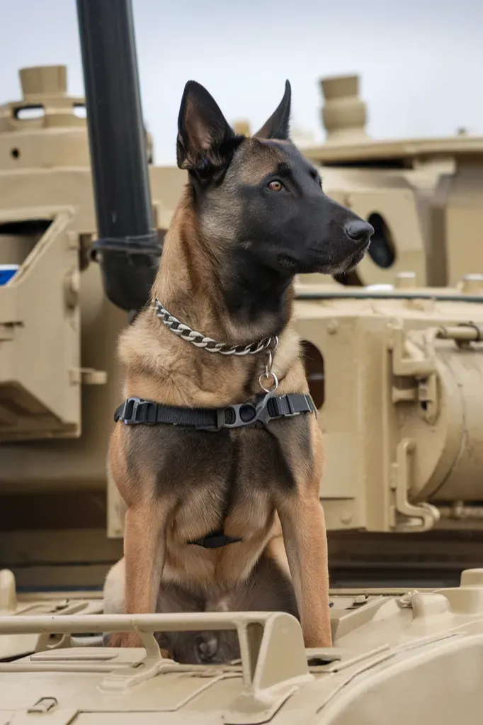 30+ Heartwarming Images of the Unbreakable Bond Between a Soldier and His Dog