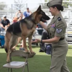 40+ Images of the Heartwarming Relationship Between a Soldier and His Dog