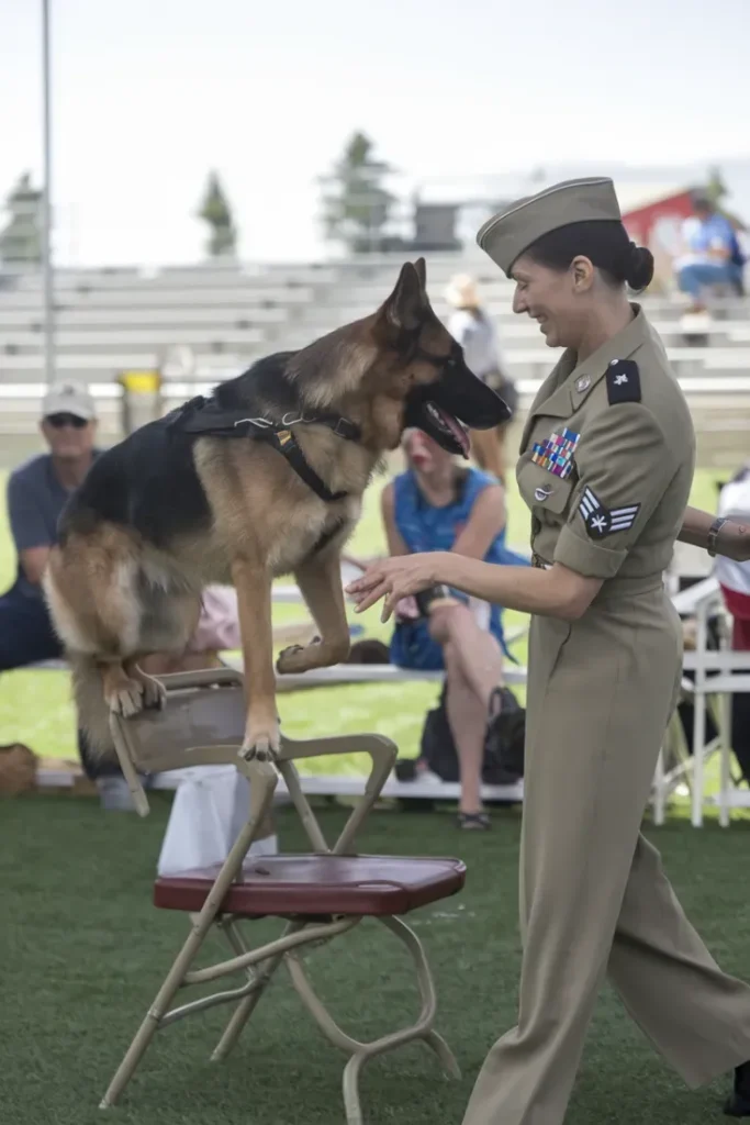 40+ Images of the Heartwarming Relationship Between a Soldier and His Dog