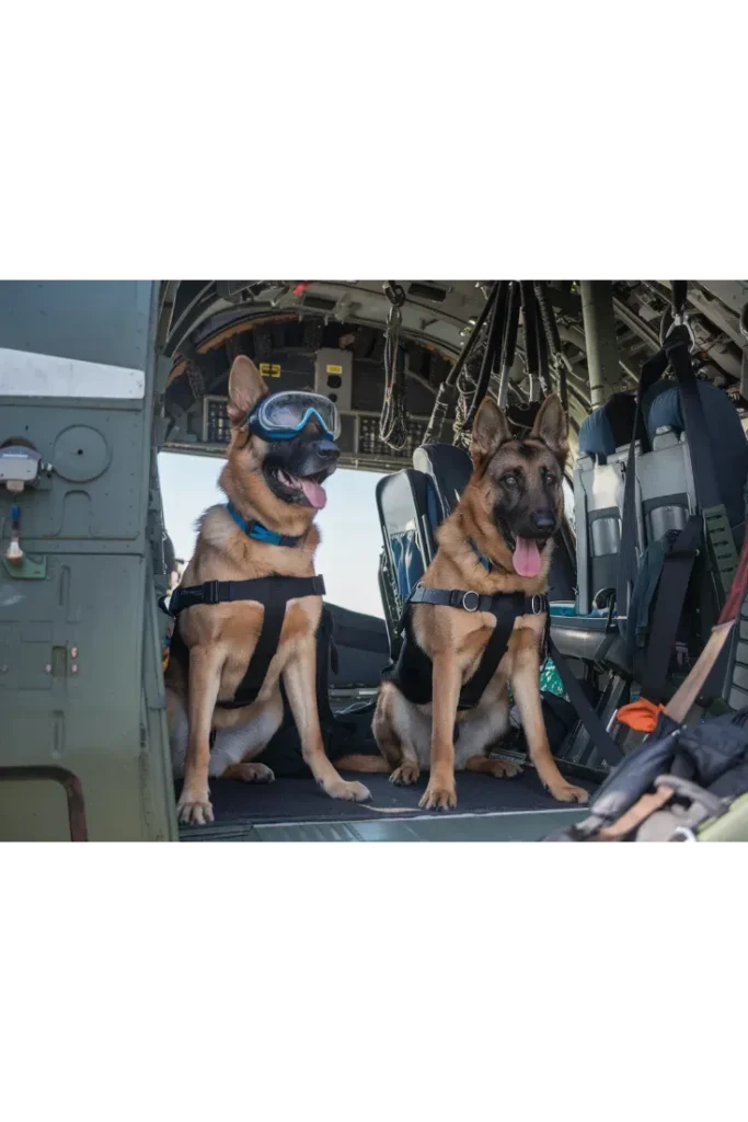 40+ Images of the Heartwarming Relationship Between a Soldier and His Dog