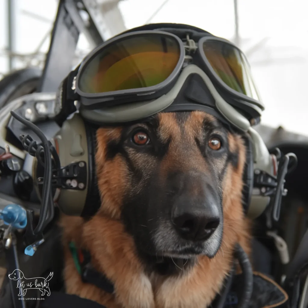 24+ Heartwarming Images of the Unbreakable Relationship Between a Soldier and His Dog