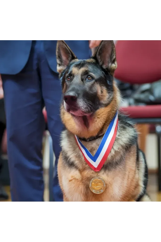 27+ Heartwarming Images of the Unbreakable Bond Between a Soldier and His Dog