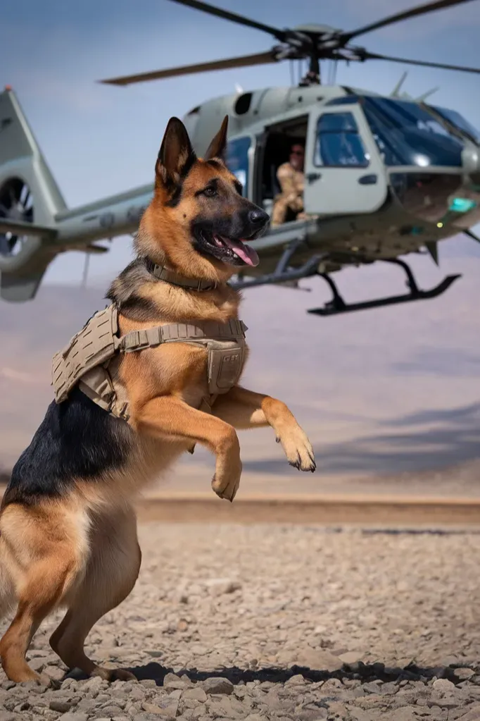 35+ Heartwarming Images Celebrating the Powerful Bond Between a Soldier and His Dog