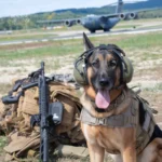 24+ Heartwarming Images of the Unbreakable Relationship Between a Soldier and His Dog