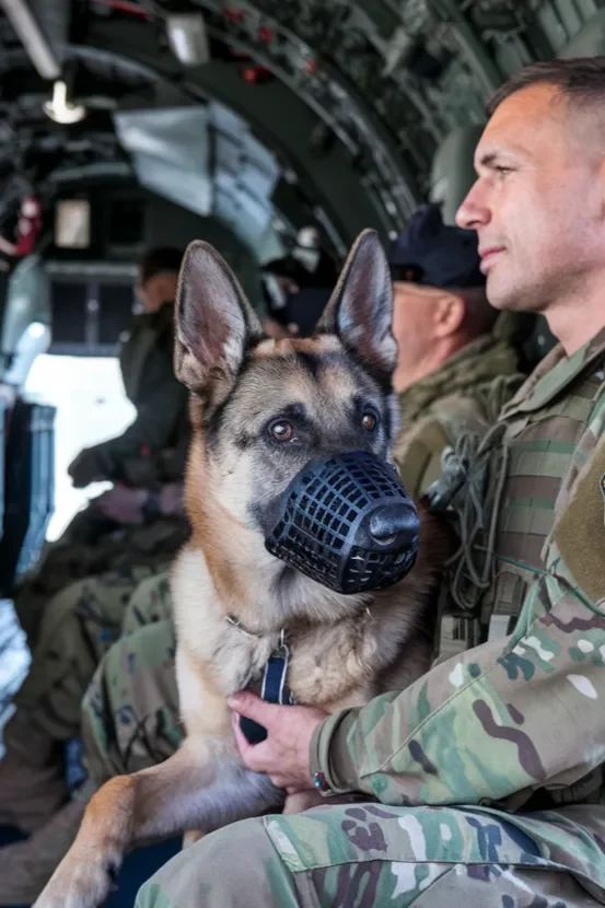 24+ Images of the Powerful Bond Between a Soldier and His Dog