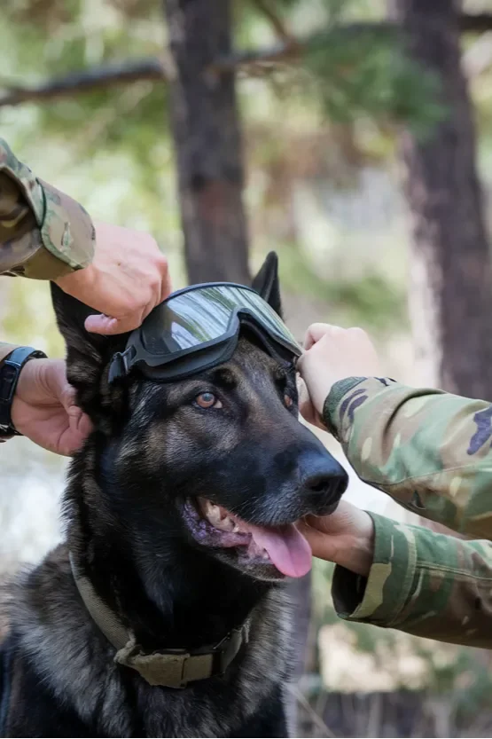 24+ Images of the Powerful Relationship Between a Soldier and His Dog