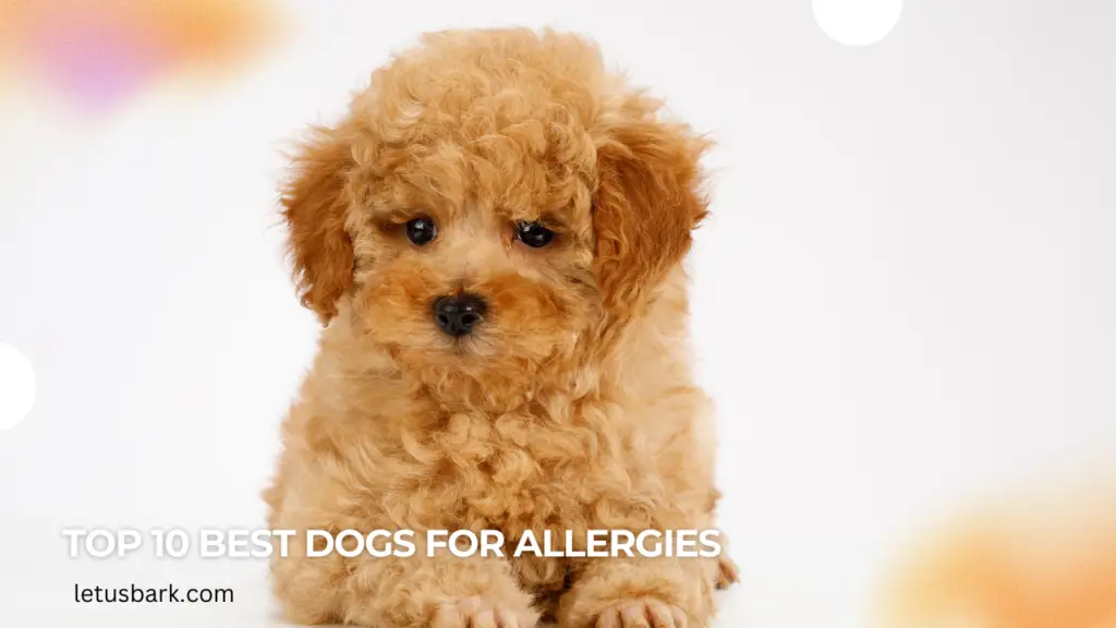 Top 10 Best Dogs for allergies