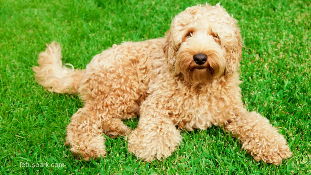 Top 10 Best Dogs for allergies