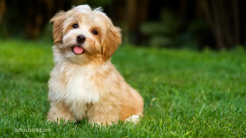 Top 10 Best Dogs for allergies