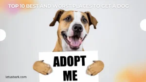 Top 10 Best and worst places to get a dog