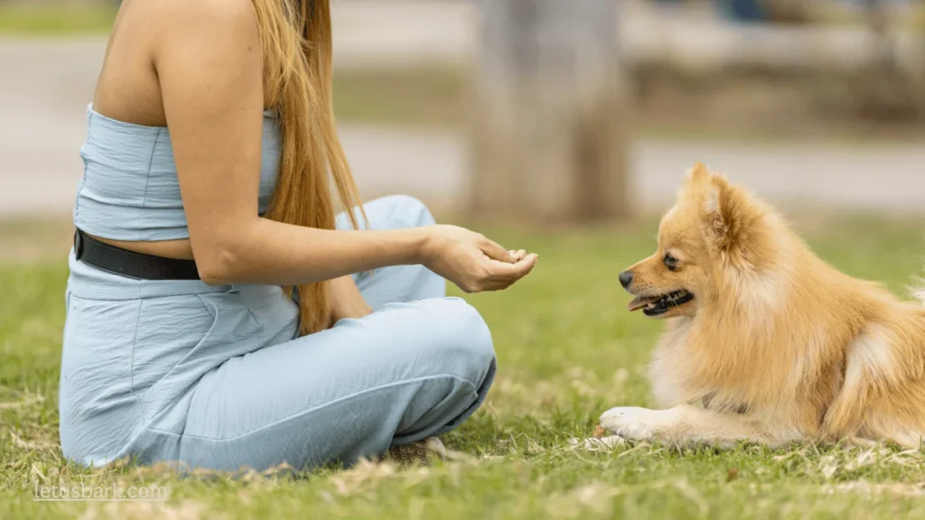 Top 10 Best and worst ways to introduce dogs