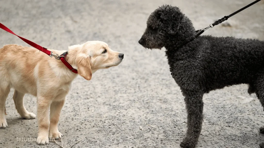 Top 10 Best and worst ways to introduce dogs