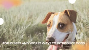 Top 10 Best and worst ways to introduce dogs