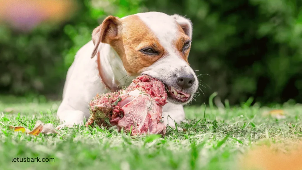 Top 10 best and worst raw foods for your dog