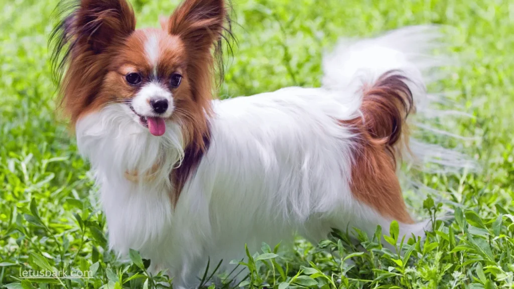 Top 10 best small dog breeds for dog lovers