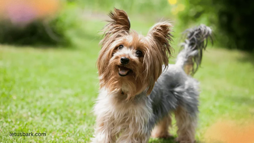 Top 10 best small dog breeds for dog lovers