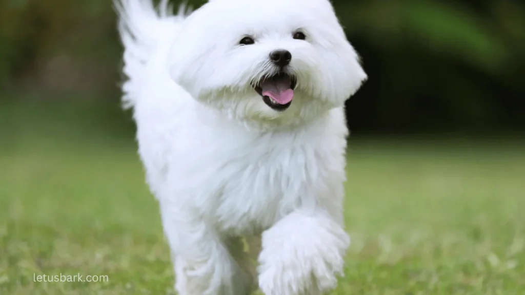 Top 10 best small dog breeds for dog lovers