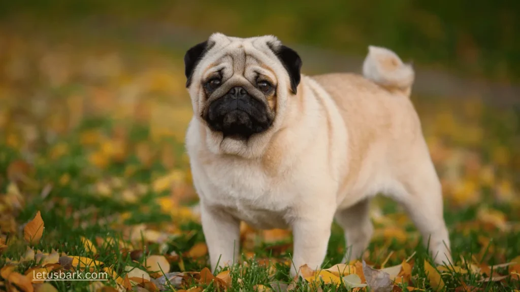 Top 10 best small dog breeds for dog lovers