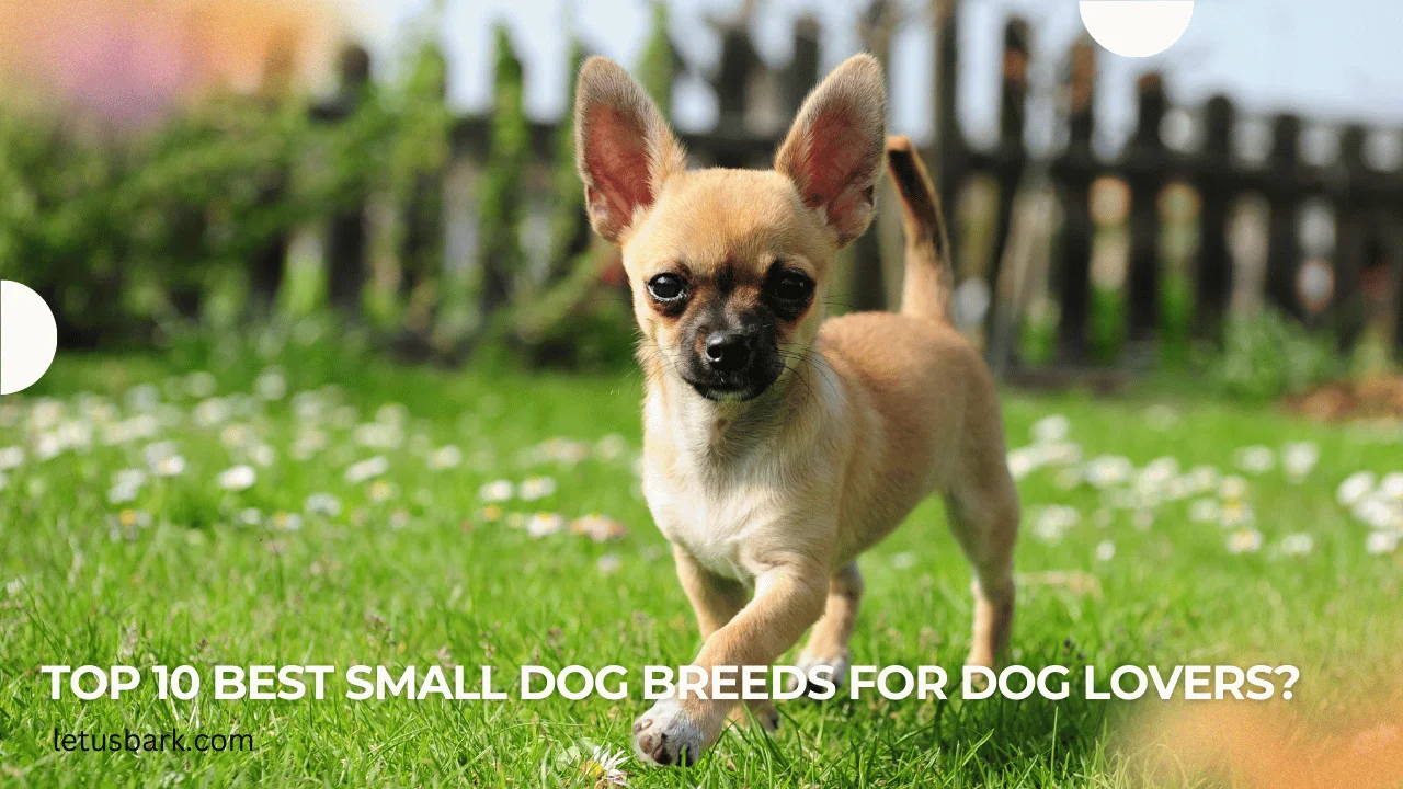 Top 10 best small dog breeds for dog lovers