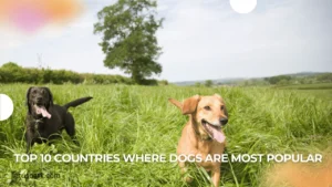 Top 10 countries where dogs are most popular