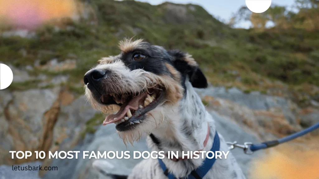 Top 10 most famous dogs in History