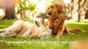 Top 10 names dogs hear the best and why