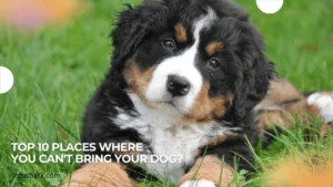 Top 10 places where you can't bring your dog