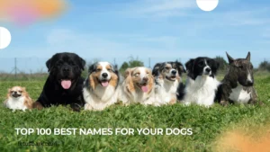 Top 100 Best names for your dogs