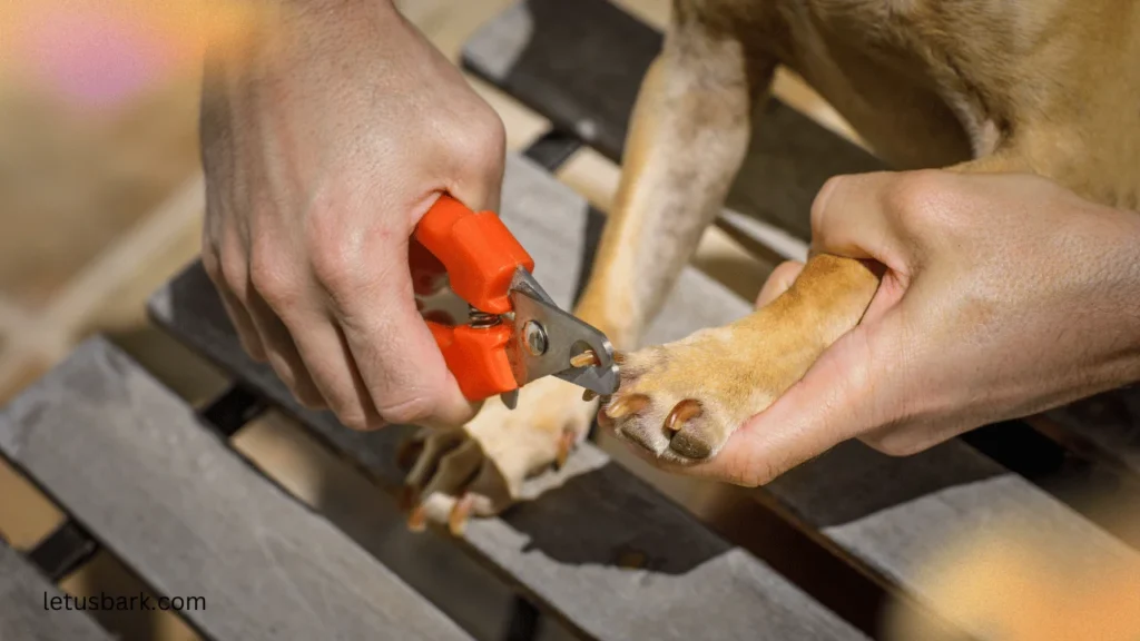 Top 5 Best ways to trim dog nails
