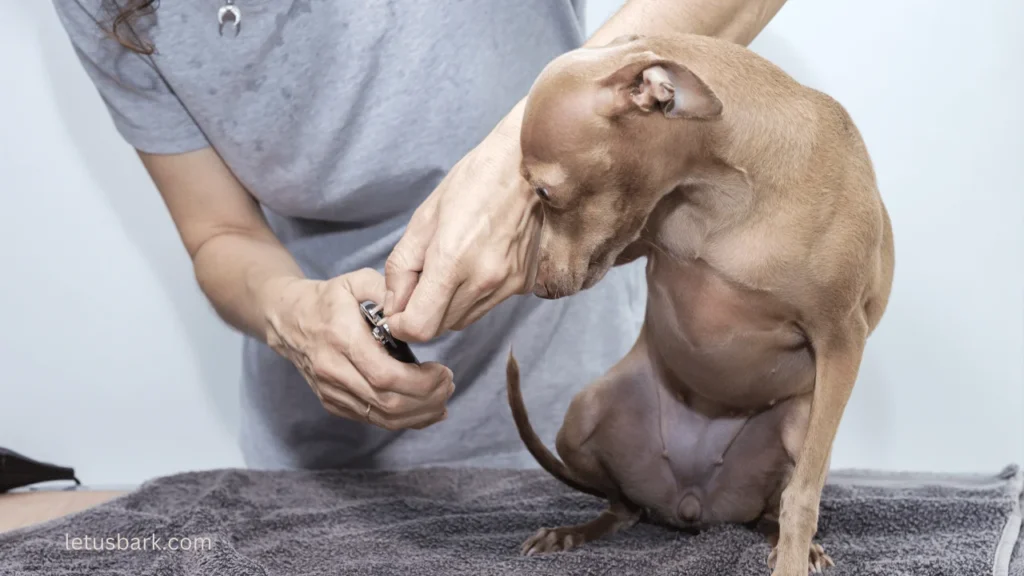 Top 5 Best ways to trim dog nails
