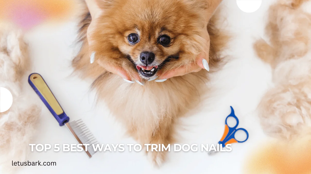 Top 5 Best ways to trim dog nails