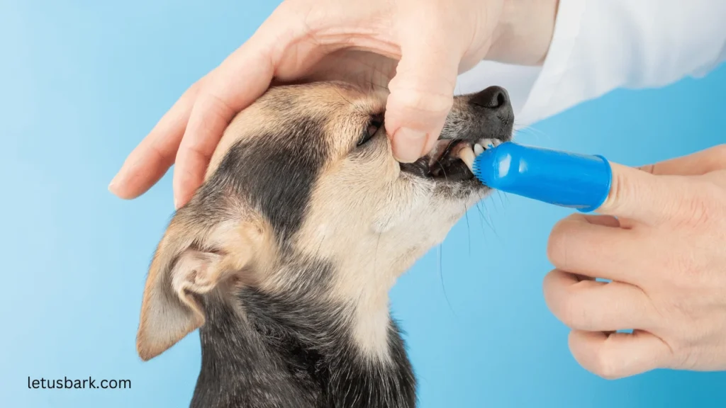 Top 5 best ways to brush dog teeths