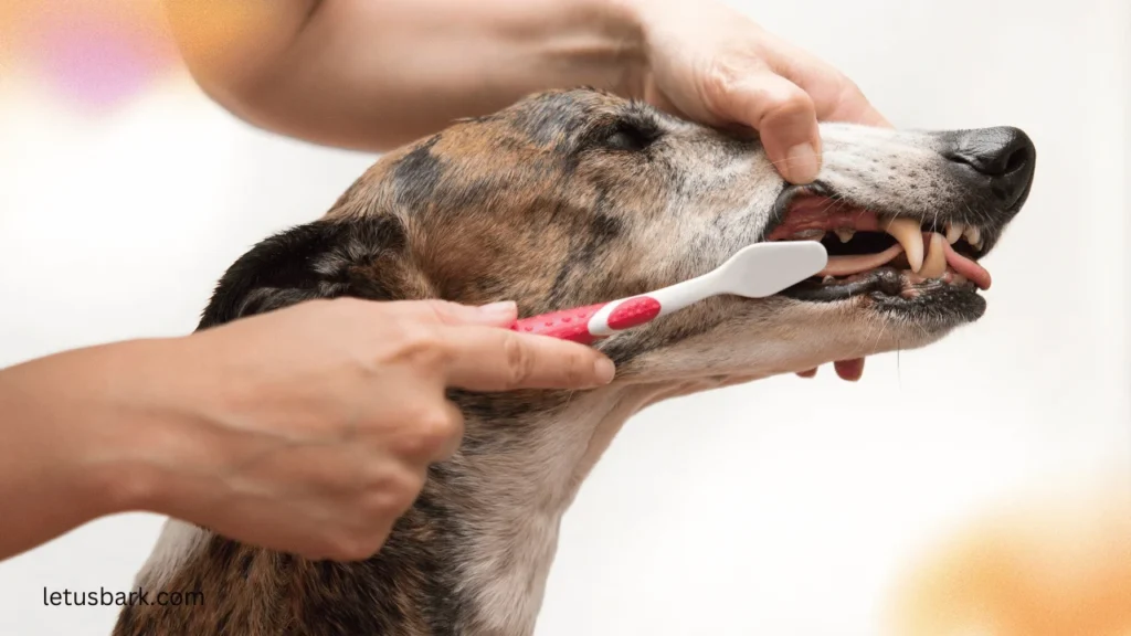 Top 5 best ways to brush dog teeths