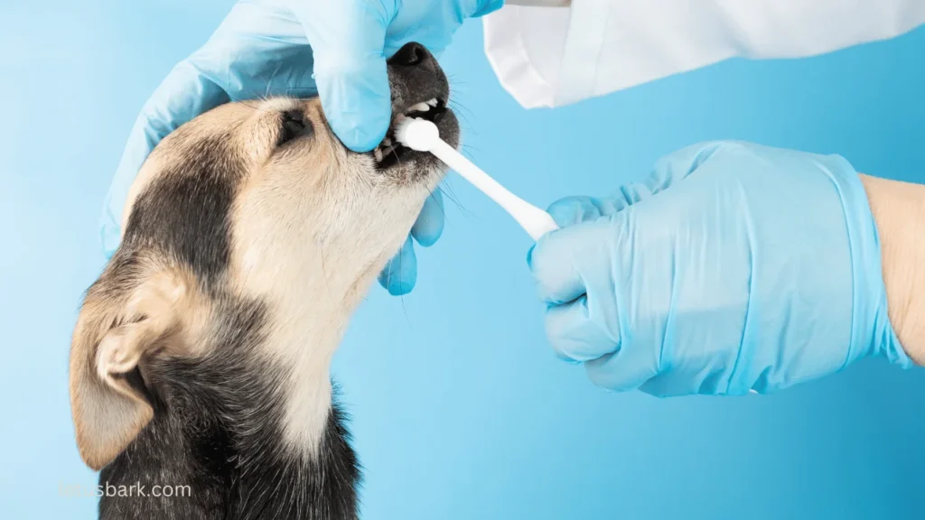 Top 5 best ways to brush dog teeths