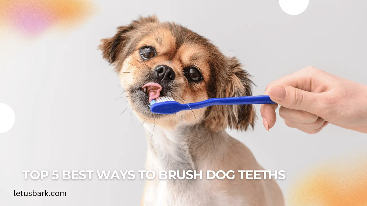 Top 5 best ways to brush dog teeths